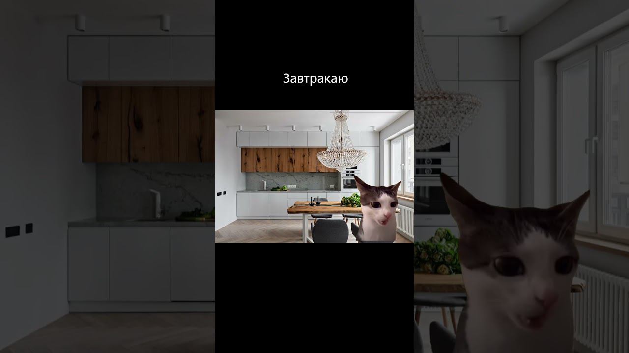 Рил: Моё 31 декабря #shorts #catshorts смотреть онлайн