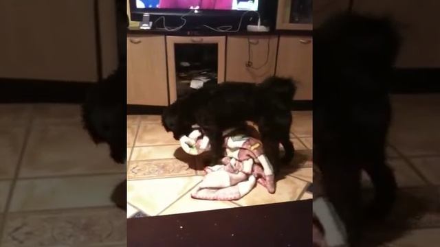 Wiki bailando samba смотреть онлайн