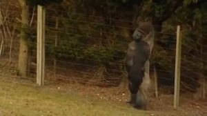 Снежный человек пойман Первые кадры - YouTube