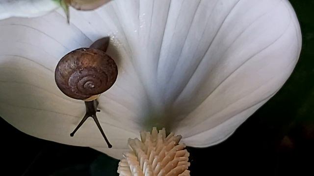 Peace Lily w/ snail [Spathiphyllum] II смотреть онлайн