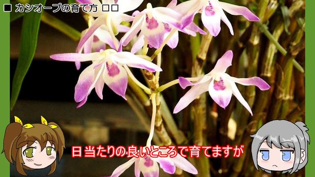 デンドロビウム・カシオープ（Dendrobium Cassiope）の育て方　ゆるふわ植物日記14 смотреть онлайн