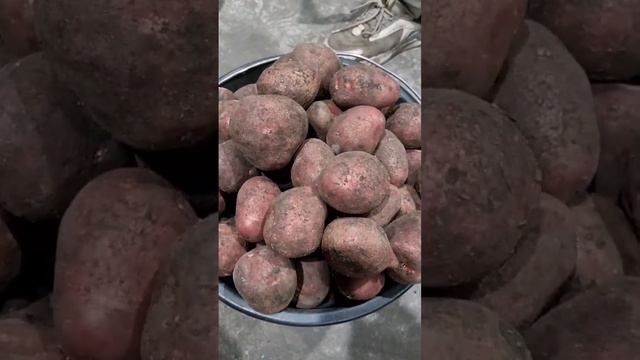 Всё по плану ?. Заканчиваем сорт Алуэт, дальше сорт Аризона ?. смотреть онлайн