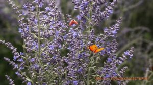 Перовския обыкновенный Блю Стил (blue still) ? обзор: как сажать, семена перовскии Блю Стил