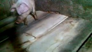 поросенок на передних ножках