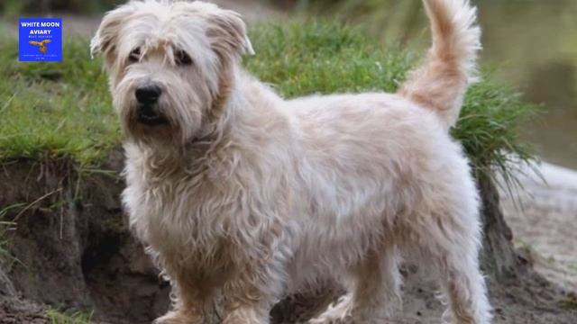 Glen Of Imaal Terrier Dog Breed Information | Short | WMK