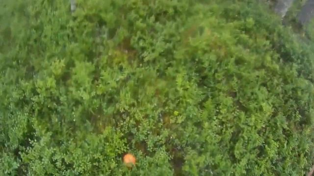 За грибами на буксировщике. смотреть онлайн