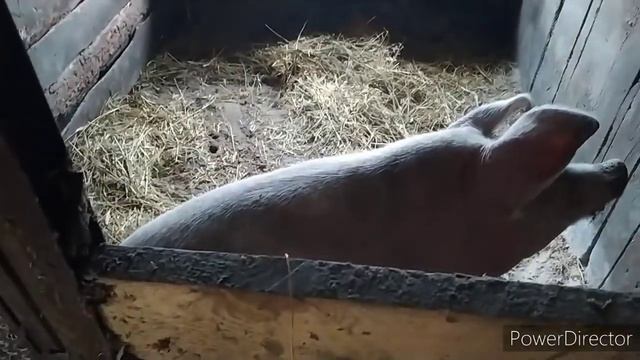 Обзор хозяйства. Новые жители. Дюрок. Бройлеры. смотреть онлайн