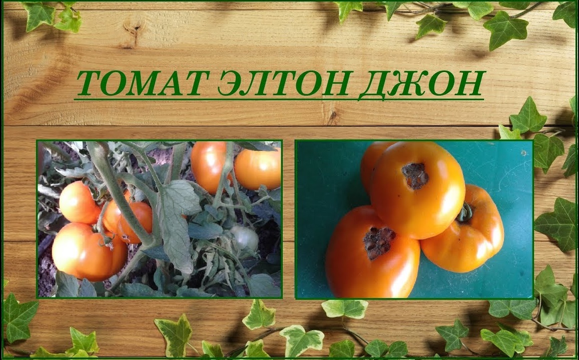 Томат Элтон Джон. Сорта и гибриды, которые понравились смотреть онлайн