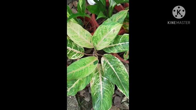 Different Variety 45 types of Aglaonema/ Aglaonema plants Varieties смотреть онлайн