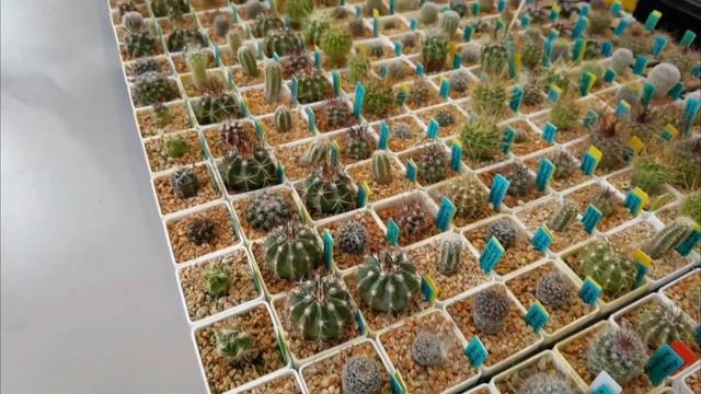 Cactusfest 2022 - Мои впечатления