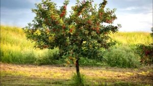 М.Исаковский стихотворение "Вишня"    читает Захар