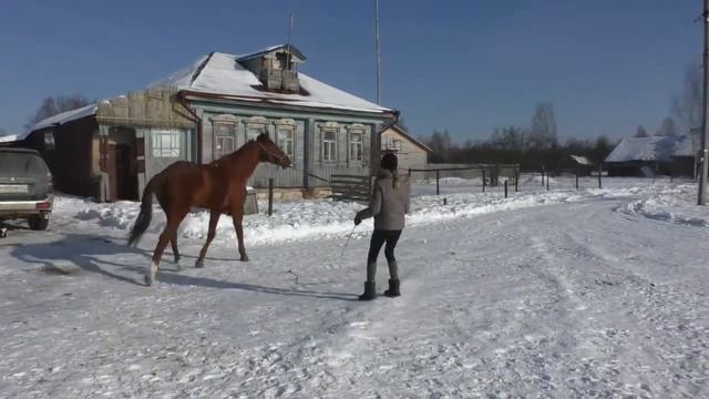 Верховая езда. Так вот мы и работаем на корде смотреть онлайн