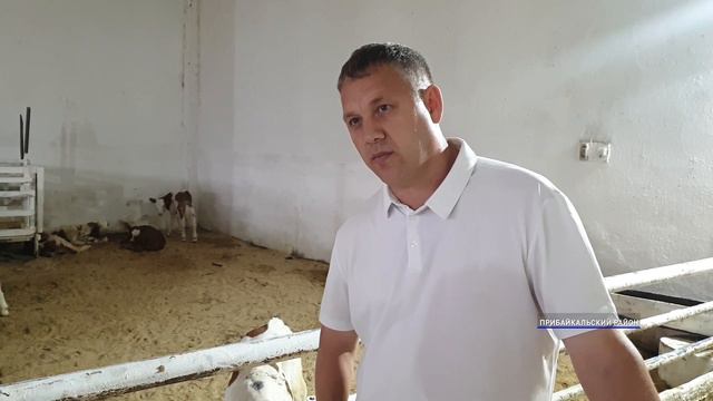 600 тонн - не предел. В Прибайкальском районе Бурятии развивают молочное скотоводство смотреть онлайн
