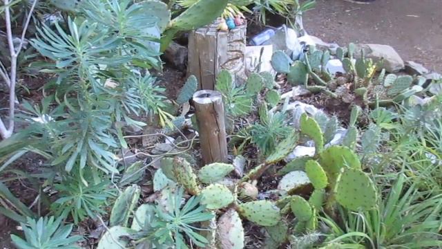 How To Grow Cactus Outdoors In Canada