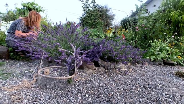 French Lavender LOVE | Cottage Gardens | Einkorn Shortbread смотреть онлайн