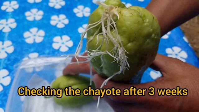 How to germinate and plant chayote effectively смотреть онлайн