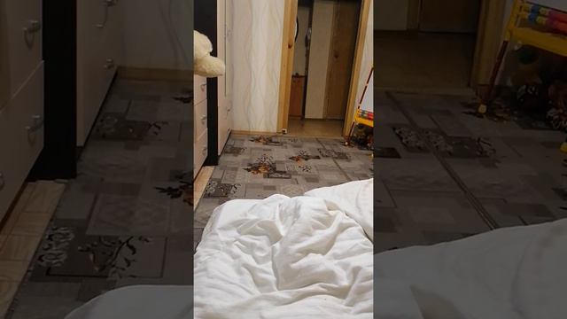 Кот играет с ребёнком в догонялки смотреть онлайн