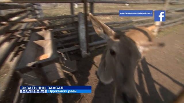 Зоопарк Золотой Фазан в Ружанах смотреть онлайн