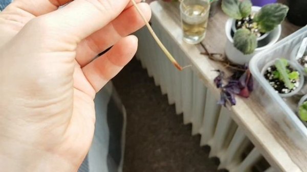 Оксалис Триангулярис|Кислица|Oxalis Triangularis|Размножение черенками|Зимовка