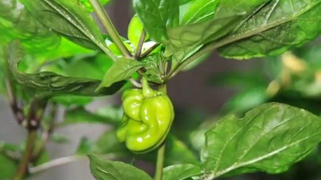 Chocolate Habanero Time Lapse