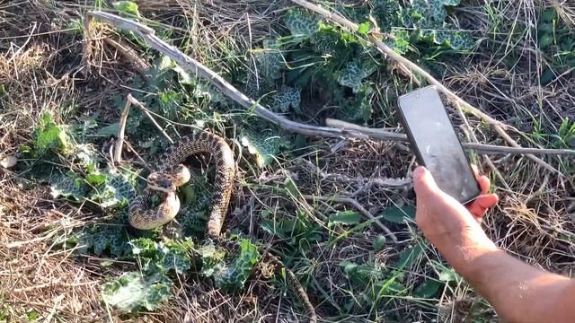 Змея ужалила в ногу ? смотреть онлайн