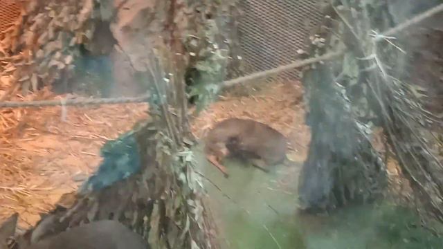 Дик дики смотреть онлайн