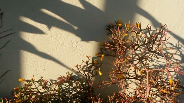 Cactos - Rhipsalis Hatiora salicornioides ao entardecer смотреть онлайн