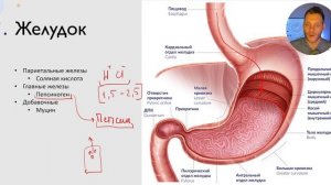 ПИЩЕВАРИТЕЛЬНАЯ СИСТЕМА ЗА 20 МИНУТ