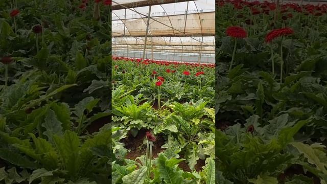 Герберы выращенные в теплице с применением триходермы смотреть онлайн