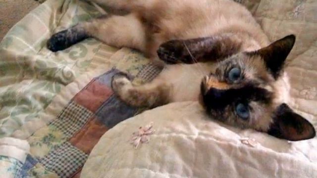 Narcissa: A Rescue Cat