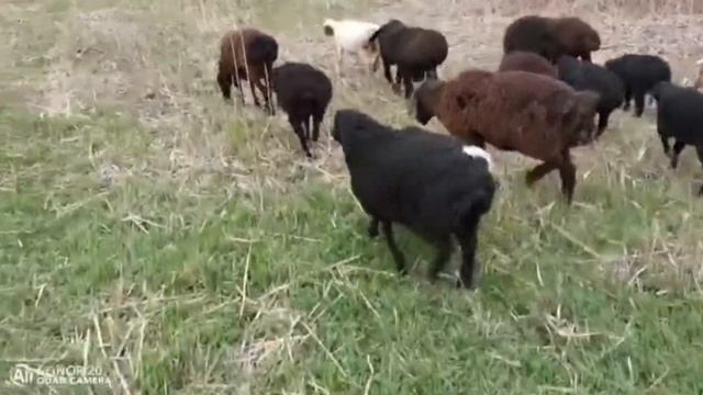 Настоящие Гисарские бараны и овцы на Кубани смотреть онлайн