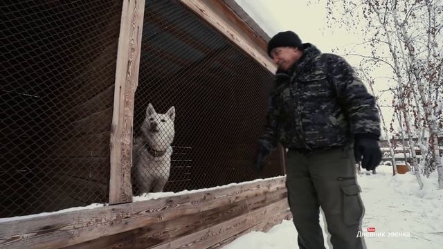 Питомник охотничьих лаек "Байанай". смотреть онлайн