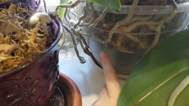 Как ухаживать за орхидеями весной, что нужно сделать. #моишестьсоток#хештег#орхидеи смотреть онлайн