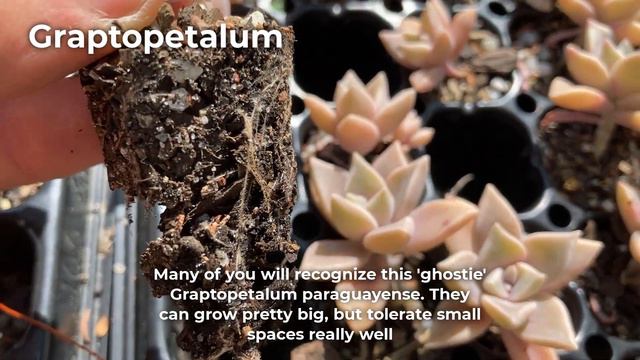 Best Succulent Plants For Small & Shallow Pots смотреть онлайн