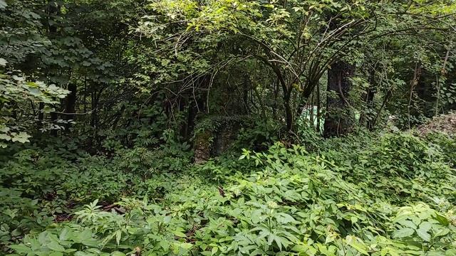 Дом егеря. Красная Поляна, Сочи, 10.08.21 смотреть онлайн