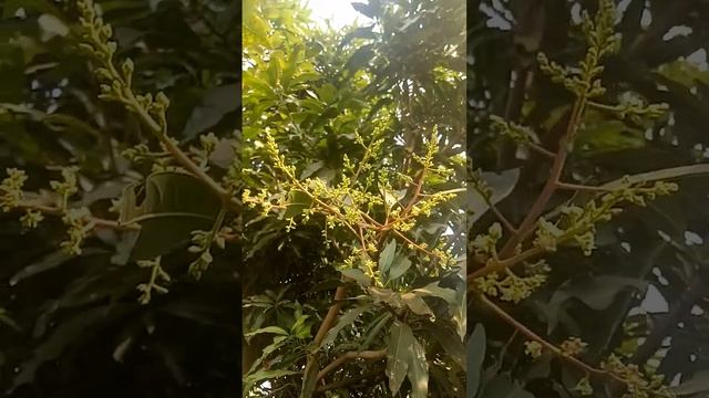 Mangifera indica (Anacardiaceae family) смотреть онлайн