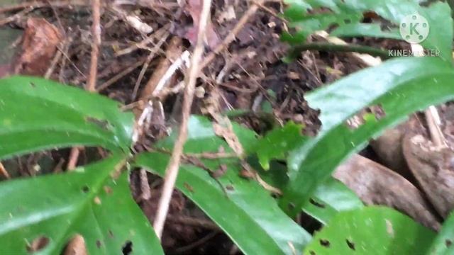 WILD ZANZIBAR CROTON, LOTS OF MONSTERA AMYDRIUM AND BIRD'S NEST AND MANY OTHER PLANTS: PLANT HUNTIN смотреть онлайн