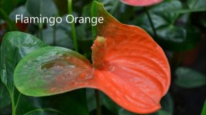 Антуриумы. Фото антуриумов с названиями - 31 сорт