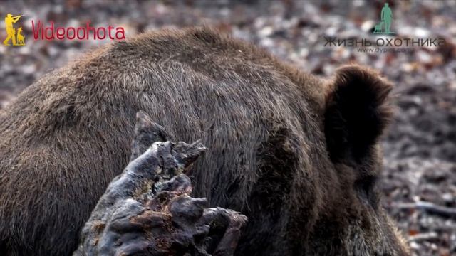 Как ПРАВИЛЬНО целиться в кабана на охоте? Videoohota смотреть онлайн