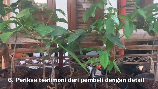 CARA MEMBELI TANAMAN SECARA ONLINE TANPA GAGAL смотреть онлайн