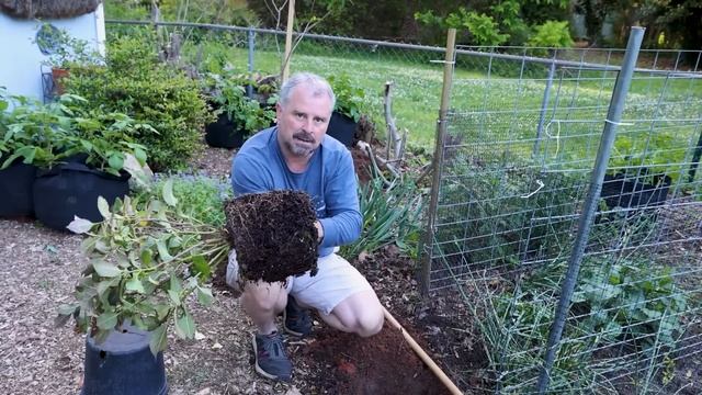 How to Plant a Hydrangea смотреть онлайн