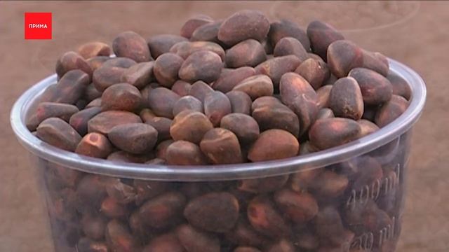 Кедровые орехи включили в список стратегически важных товаров смотреть онлайн