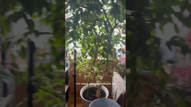 Я ДУМАЛА У МЕНЯ НЕ ПОЛУЧИТСЯ! Показываю как снять видео с ужасных условиях ? #trending #beauty смотреть онлайн