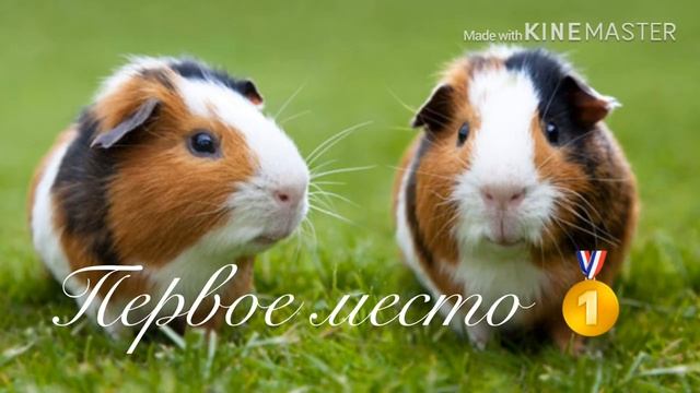 Топ 5 самых необыкновенных пород морских свинок в мире смотреть онлайн