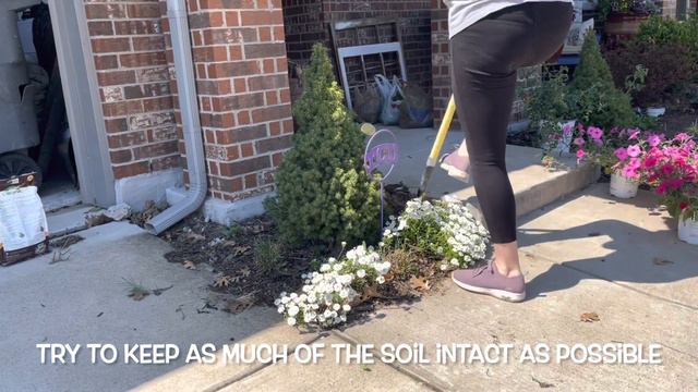 Where Should I Plant These New Plants? 🌷🌷🌷 || Plant Haul 2022 || Supertunias & Panicle Hydrangeas