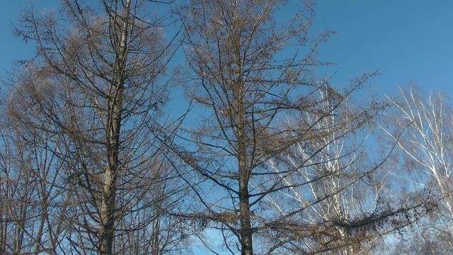 Хрустальные колокольчики! смотреть онлайн