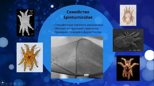 Орлова Мария - Эктопаразиты рукокрылых (летучих мышей) смотреть онлайн