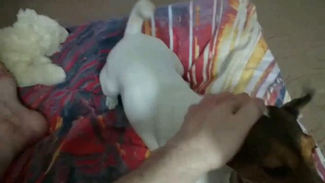 Джек Расселы смотреть онлайн