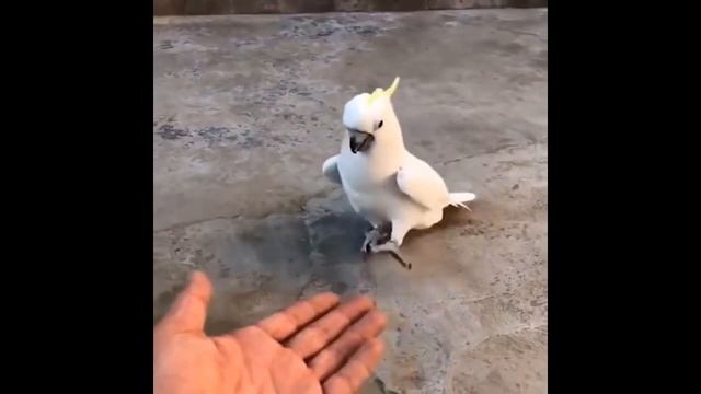 ПОДБОРКА СМЕШНЫХ И ГОВОРЯЩИХ ПОПУГАЕВ | ПРИКОЛЫ С ПОПУГАЯМИ 2021 смотреть онлайн