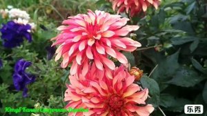 Георгина Гэллери Арт Дэко/Dahlia Gallery Art Deco